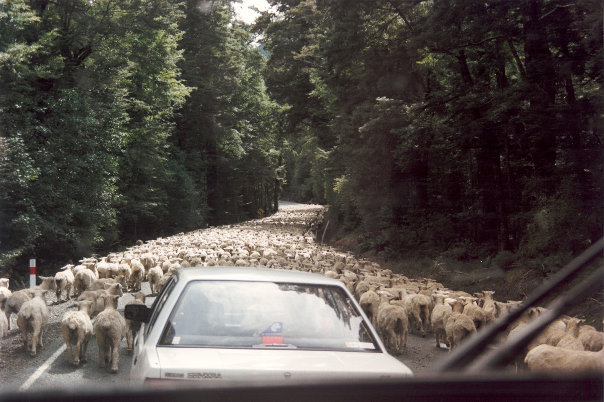 nz 08_cr.jpg